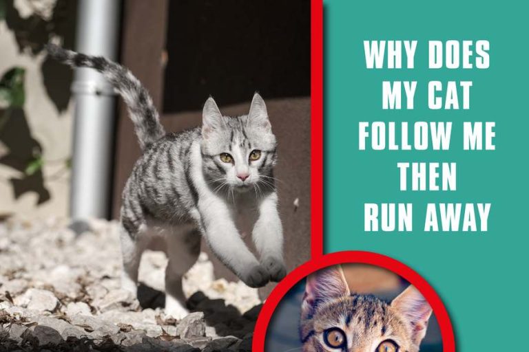 why-does-my-cat-follow-me-then-run-away-south-end-press