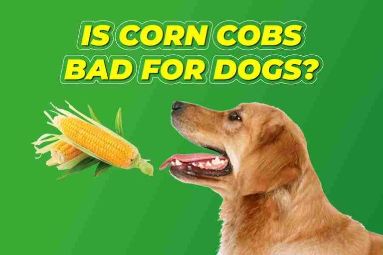 is-corn-cobs-bad-for-dogs-the-dangers-of-corn-cobs-for-dogs-south