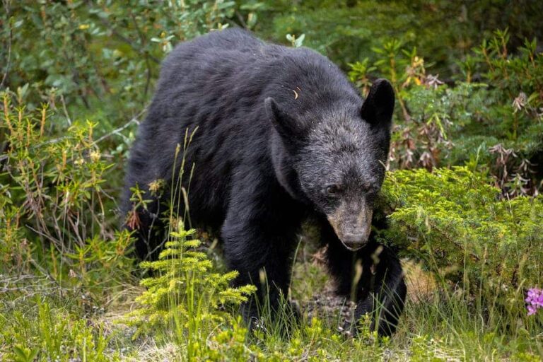 240-black-bear-names-bear-tracks-and-naming-facts-south-end-press